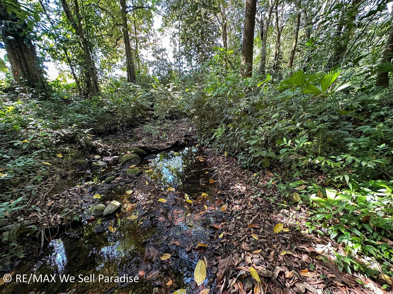 A large jungle-clad piece of land with mountain views, internal creek, and river frontage.