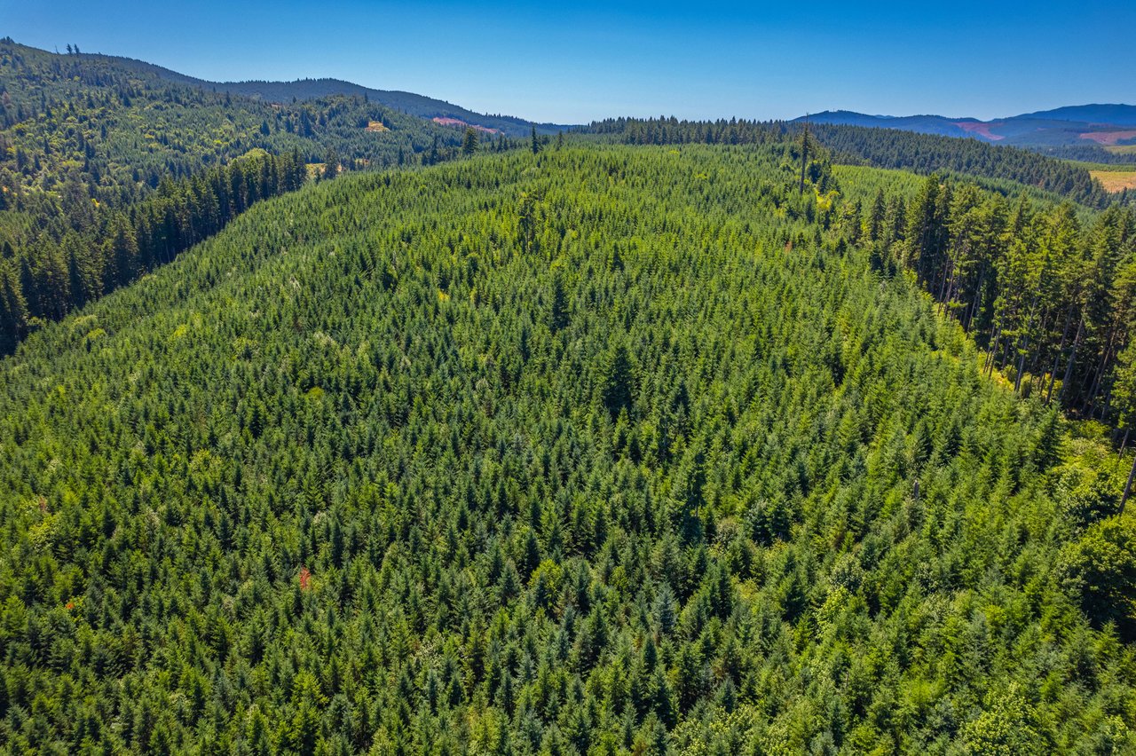 Hayes Hill Tree Farm 