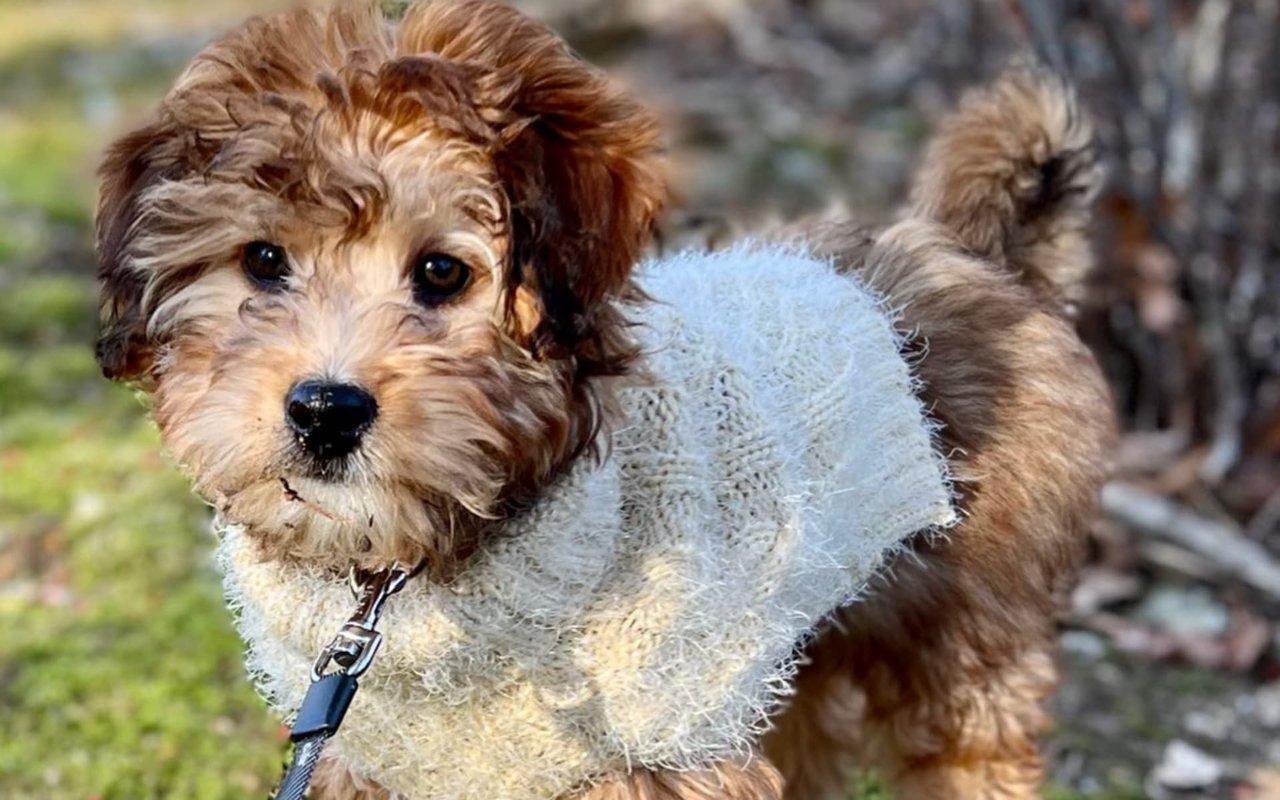 The Fligor Report - March, 2022