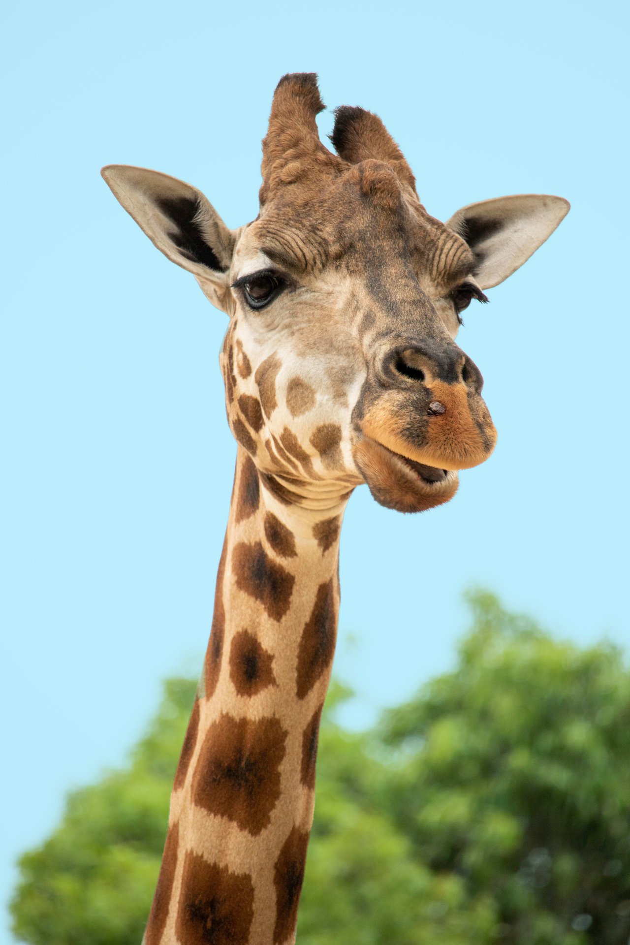 Giraffe at Lazy 5