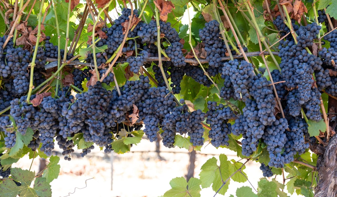 Yorkville Highlands Hillside Vineyard