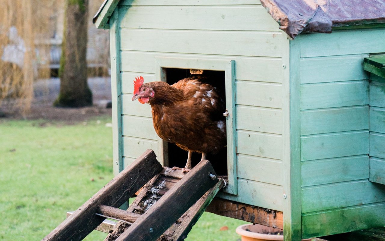 Backyard Chicken Coops for Urban Estates