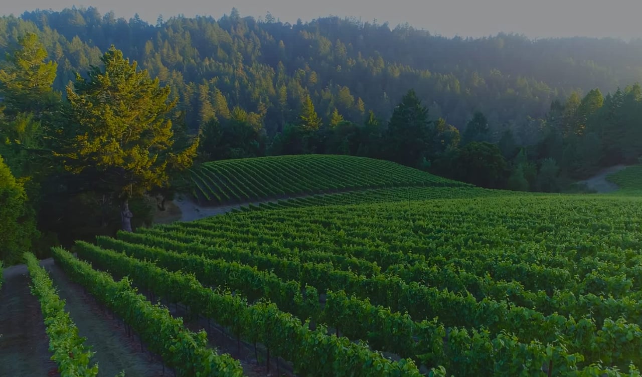 Discover Mindego Ridge Vineyard: A Hidden Gem in the Santa Cruz Mountains