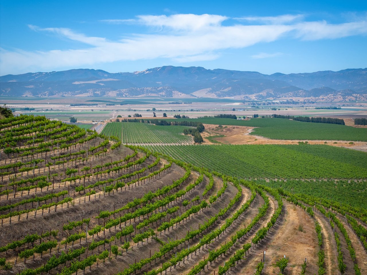 Image of a vineyard in Paso Robles
