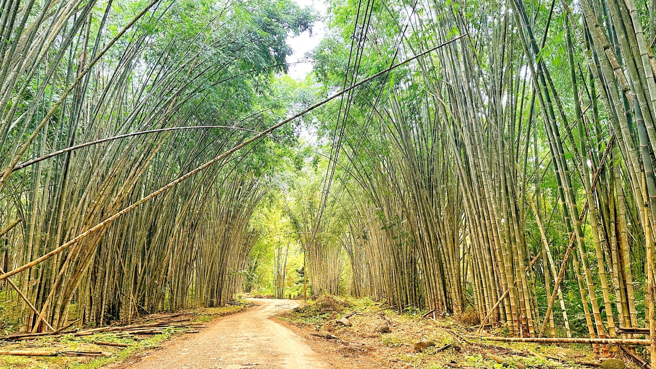 Learning to Embrace a Health and Wellness Lifestyle in Costa Rica's Southern Pacific Zone - Just Ask Us!