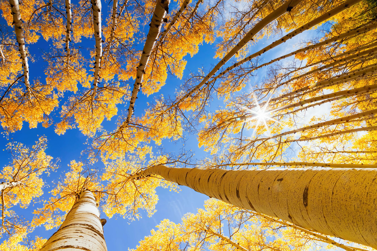 Embracing the Magic of Autumn in Aspen & Snowmass