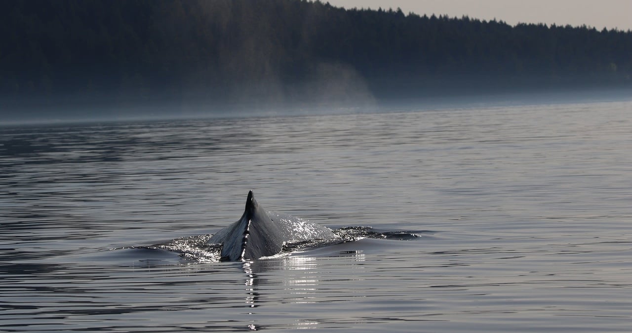 Whale spotted close to Victoria BC