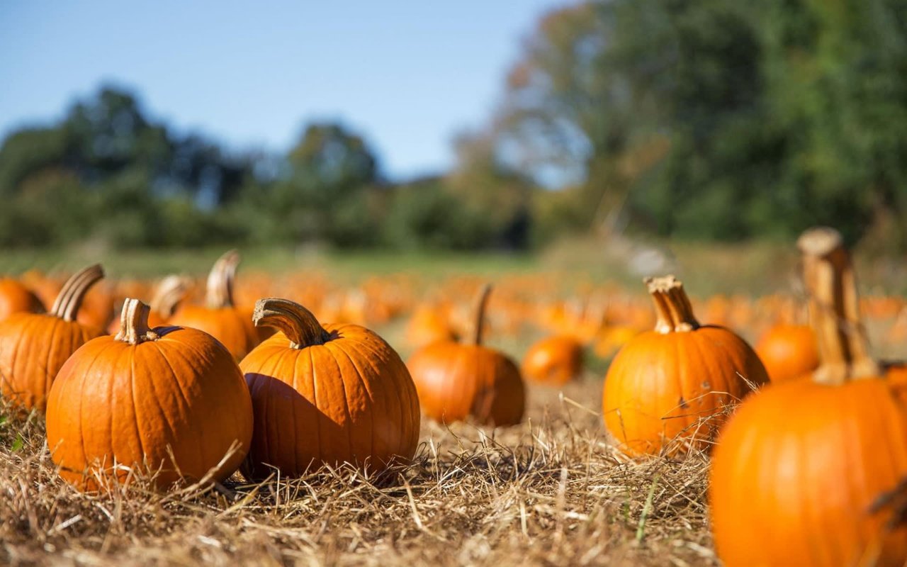 Apple Picking and Pumpkin Patches in Fairfield County