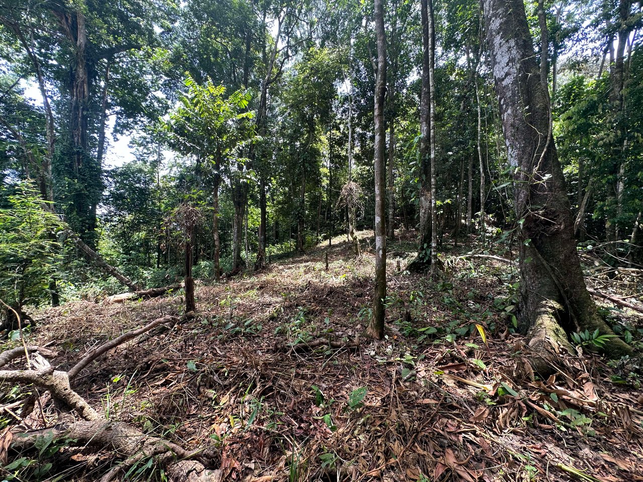 1.6 Acres Land Parcel in Ballena, Jungle Views.