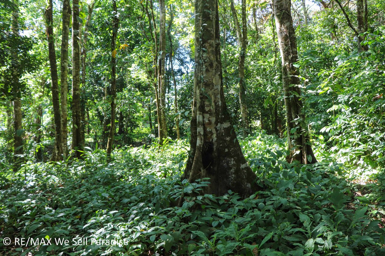 A large jungle-clad piece of land with mountain views, internal creek, and river frontage.