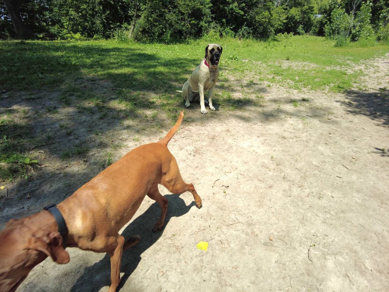 Humber Bay Shores: The Ultimate Dog-Friendly Neighbourhood