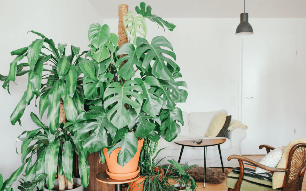 Green Living: Incorporating Eco-Friendly Features in Your Home