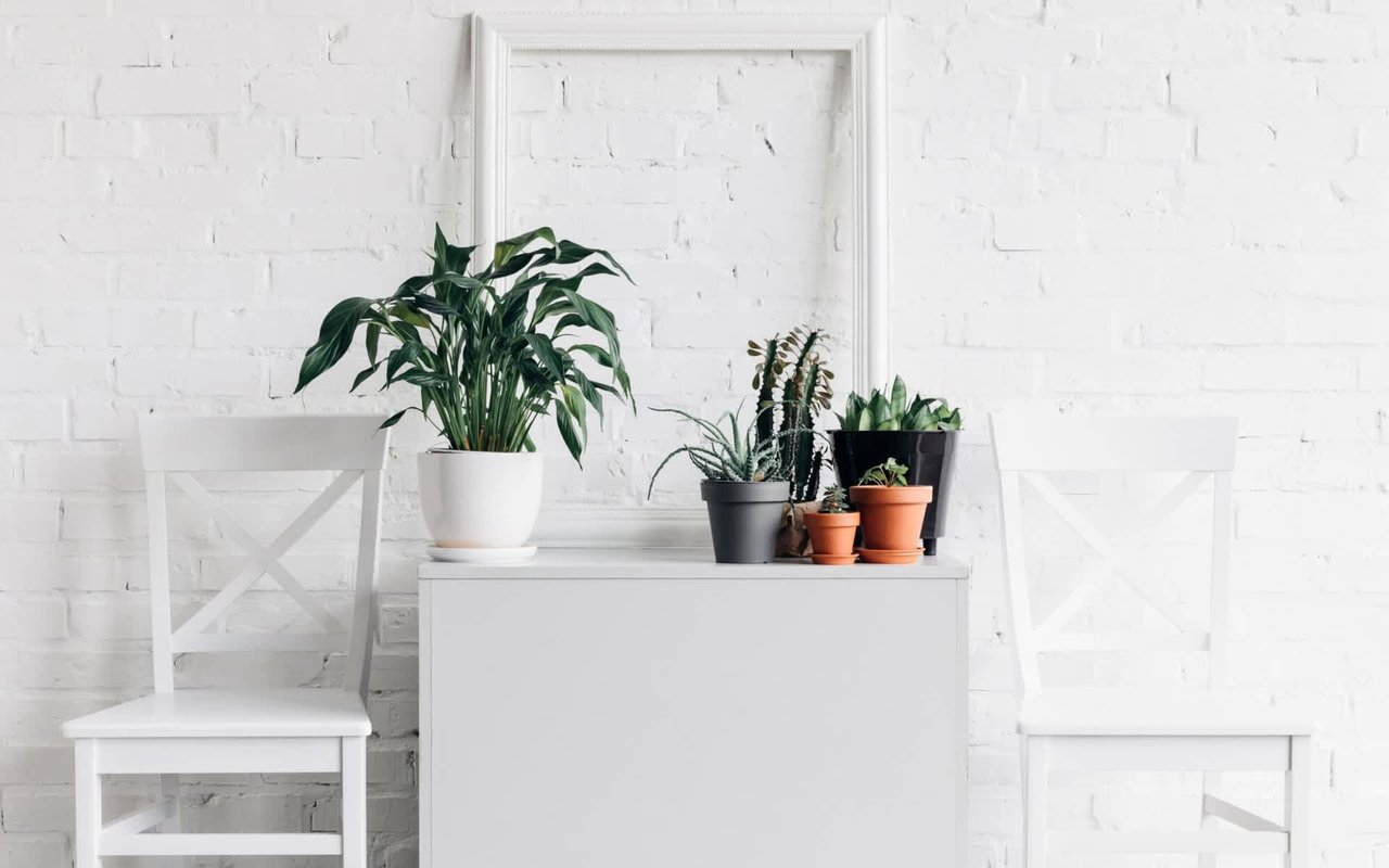 The Best Indoor Plants