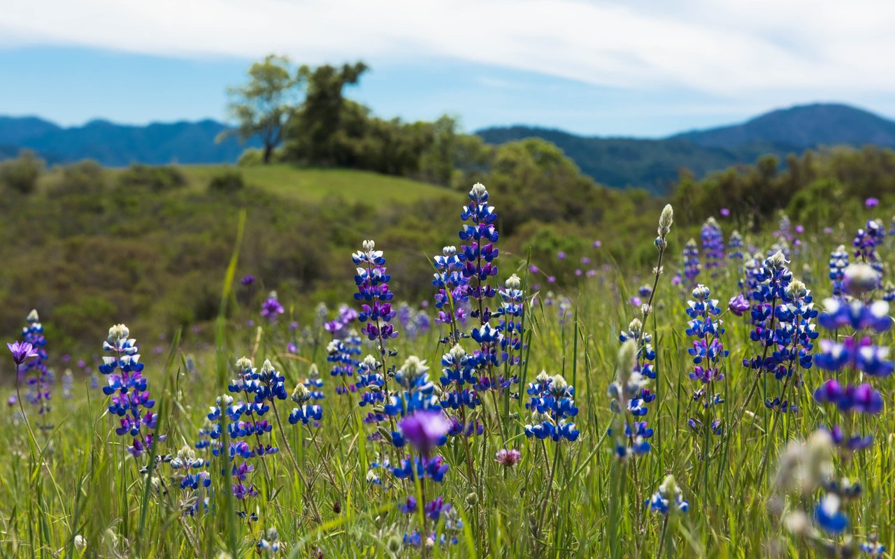 A field of blue and purple flowers with mountains in the background