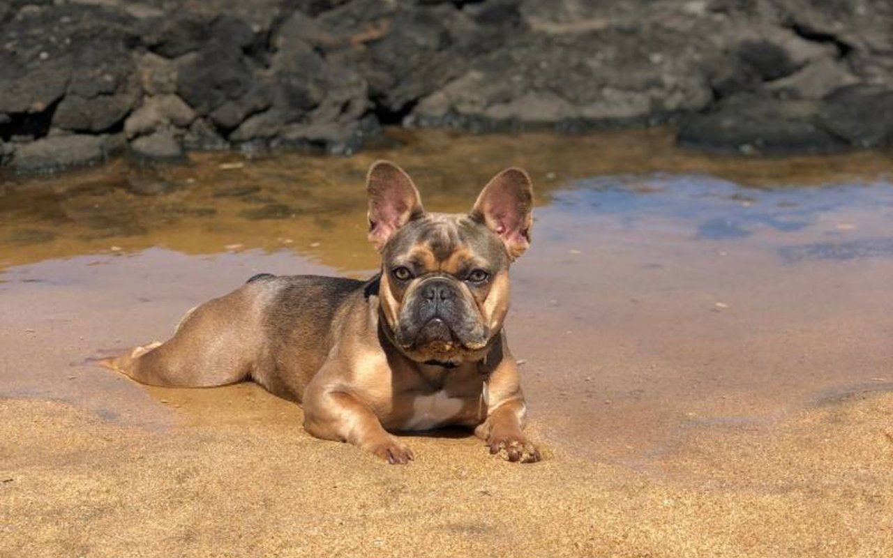 Moving Your Pets to Hawaii Just Got Easier!