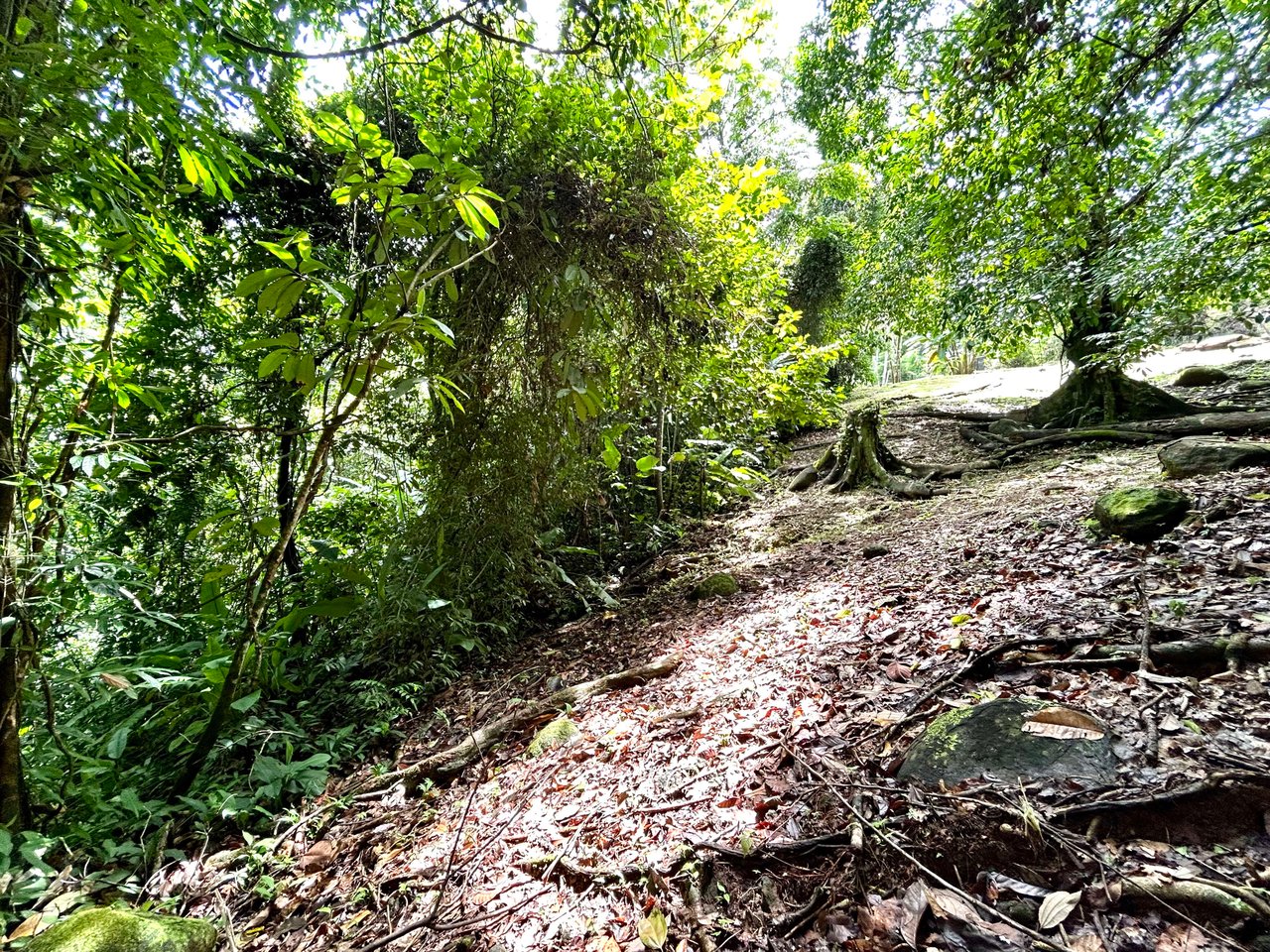 Secret Paradise Property in Altos de la Colonia