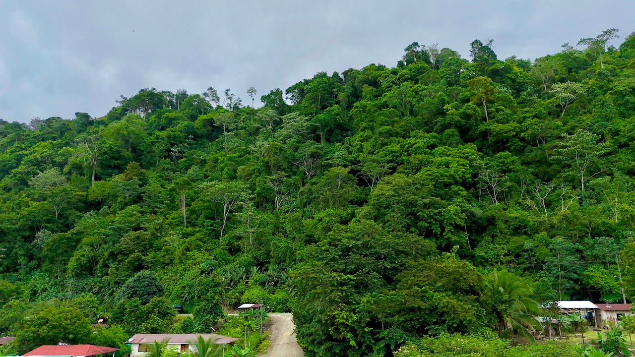 Fire Sale – Over 12 Acres of Land with Public Road Frontage Near Ojochal