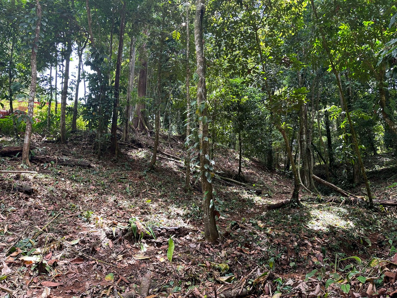 1.6 Acres Land Parcel in Ballena, Jungle Views.