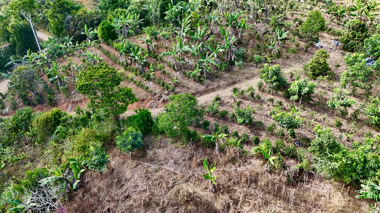 Over 2.5 Acres in Ceibo, Planted with Coffee and Fruits