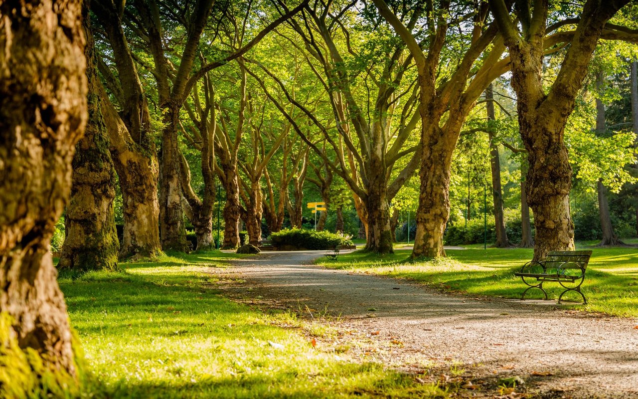 Denver is Giving Away Trees, Apply for Yours and Be A Smart Ash