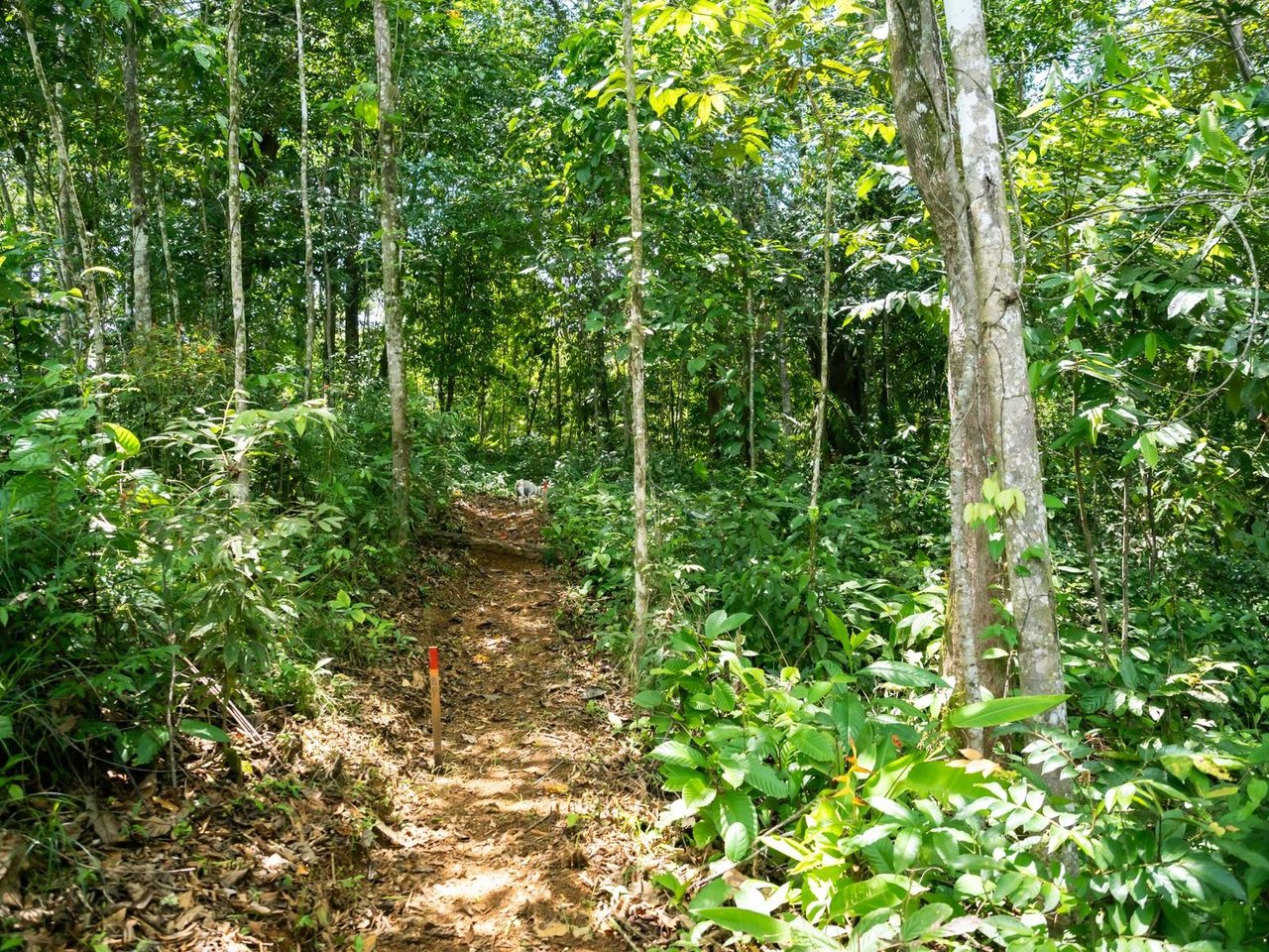 Riverfront Development Land, Ojochal, Puntarenas