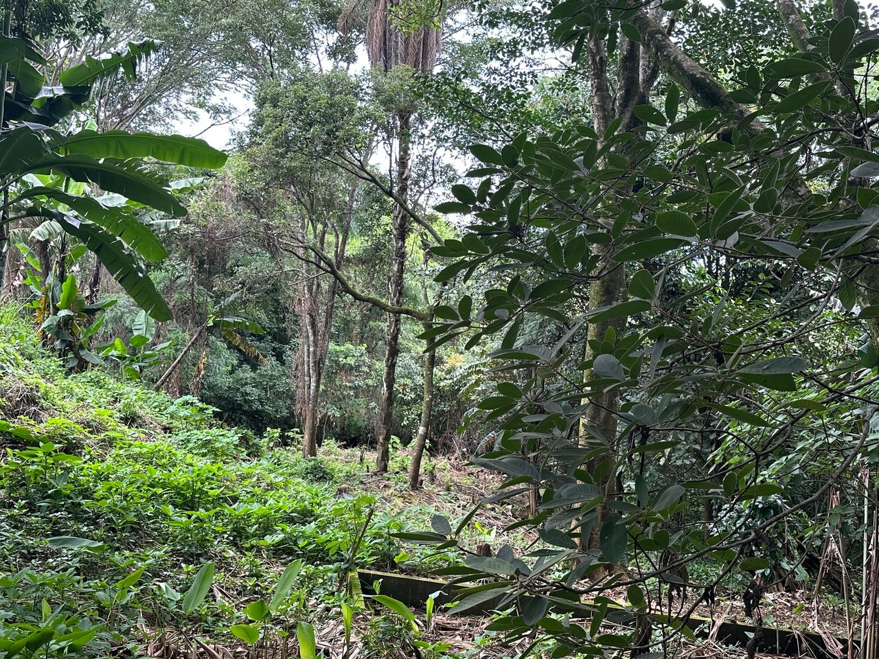 Lush Butterfly Garden Building Lot, Heredia