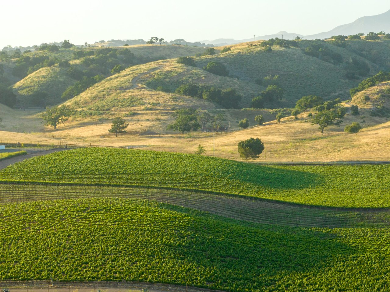 Build your Dream Vineyard Estate