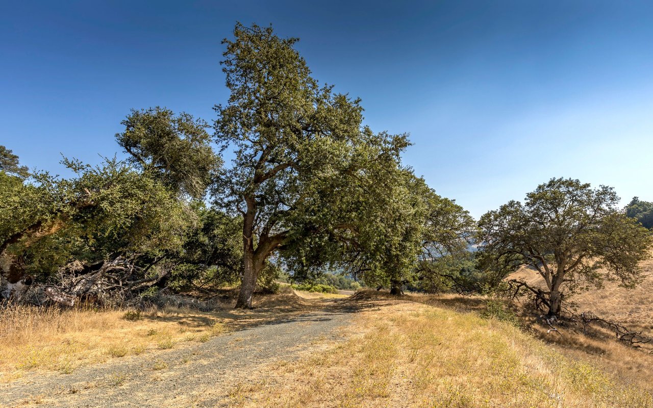 Grove Street, Sonoma