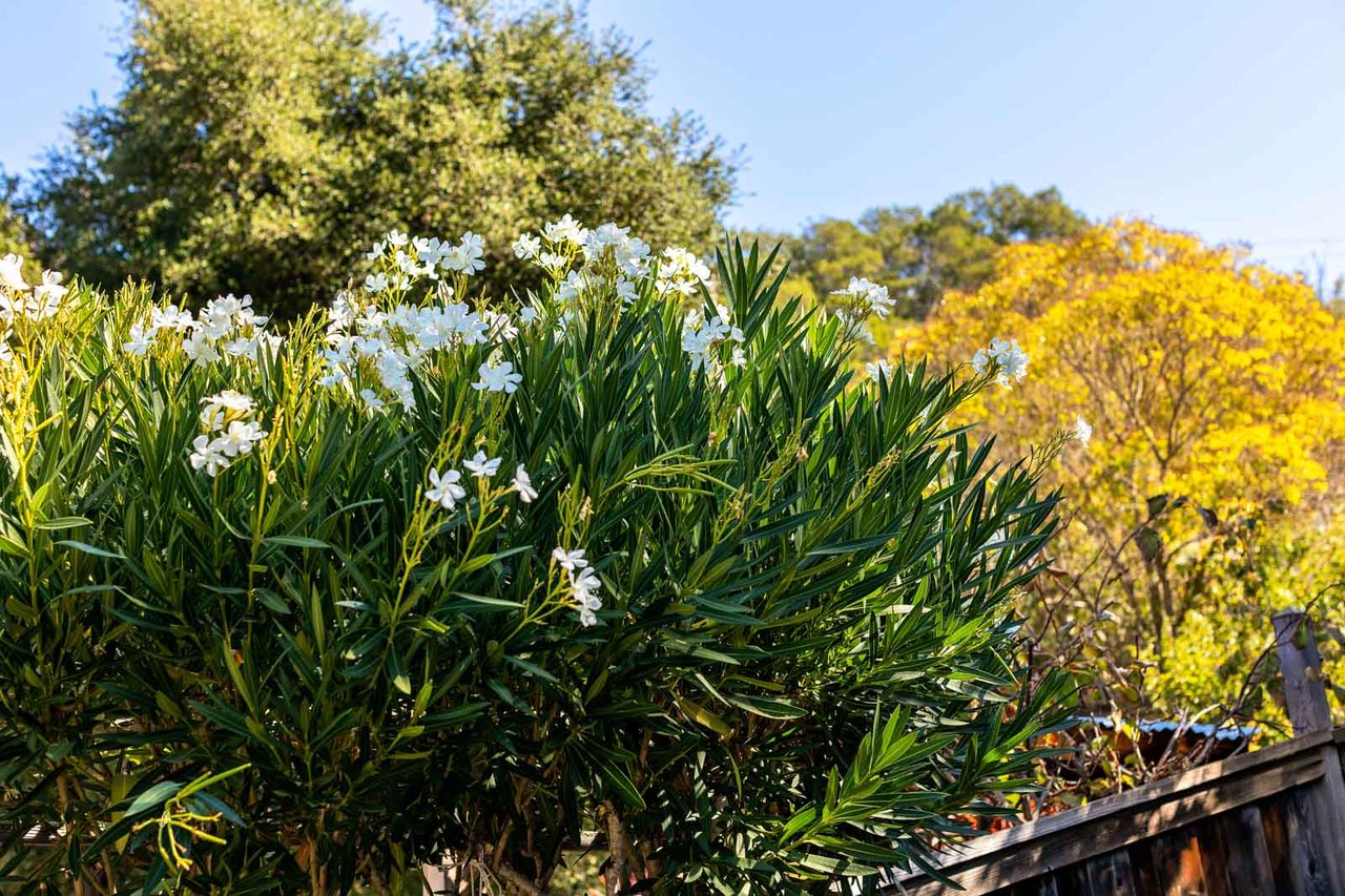 216 Los Angeles Blvd, San Anselmo 