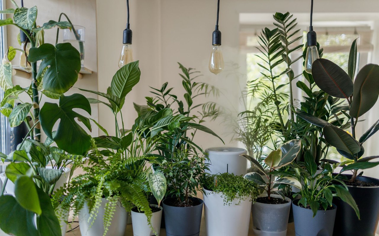 What You Should Know About Bottom-Watering Your Houseplants