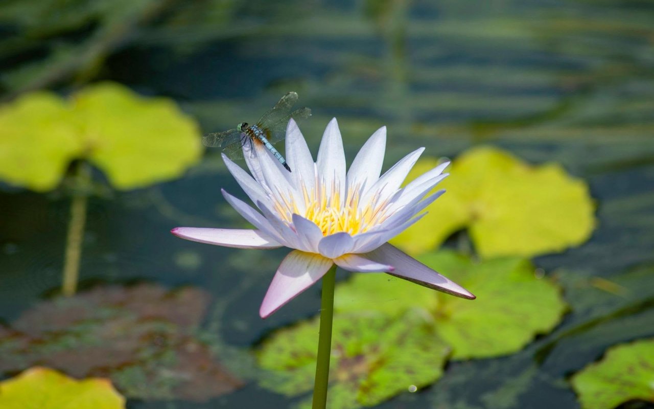 A Guide to South Austin Parks