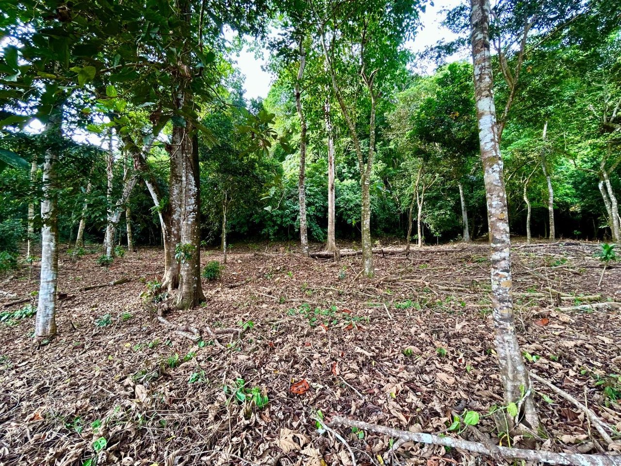 Flat Commercial Development Lot, Osa, Puntarenas