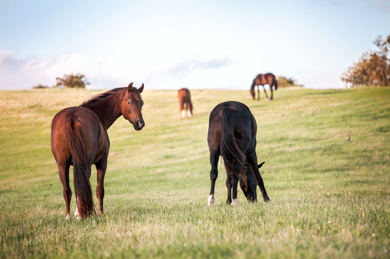 Gated Equestrian Estate For Sale In Monmouth County