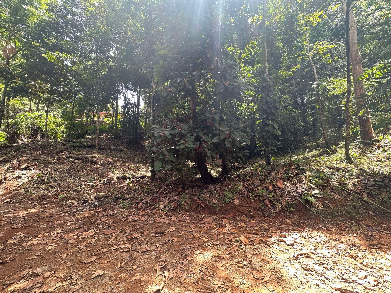 1.6 Acres Land Parcel in Ballena, Jungle Views.