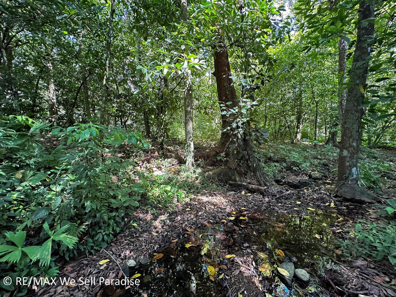 A large jungle-clad piece of land with mountain views, internal creek, and river frontage.