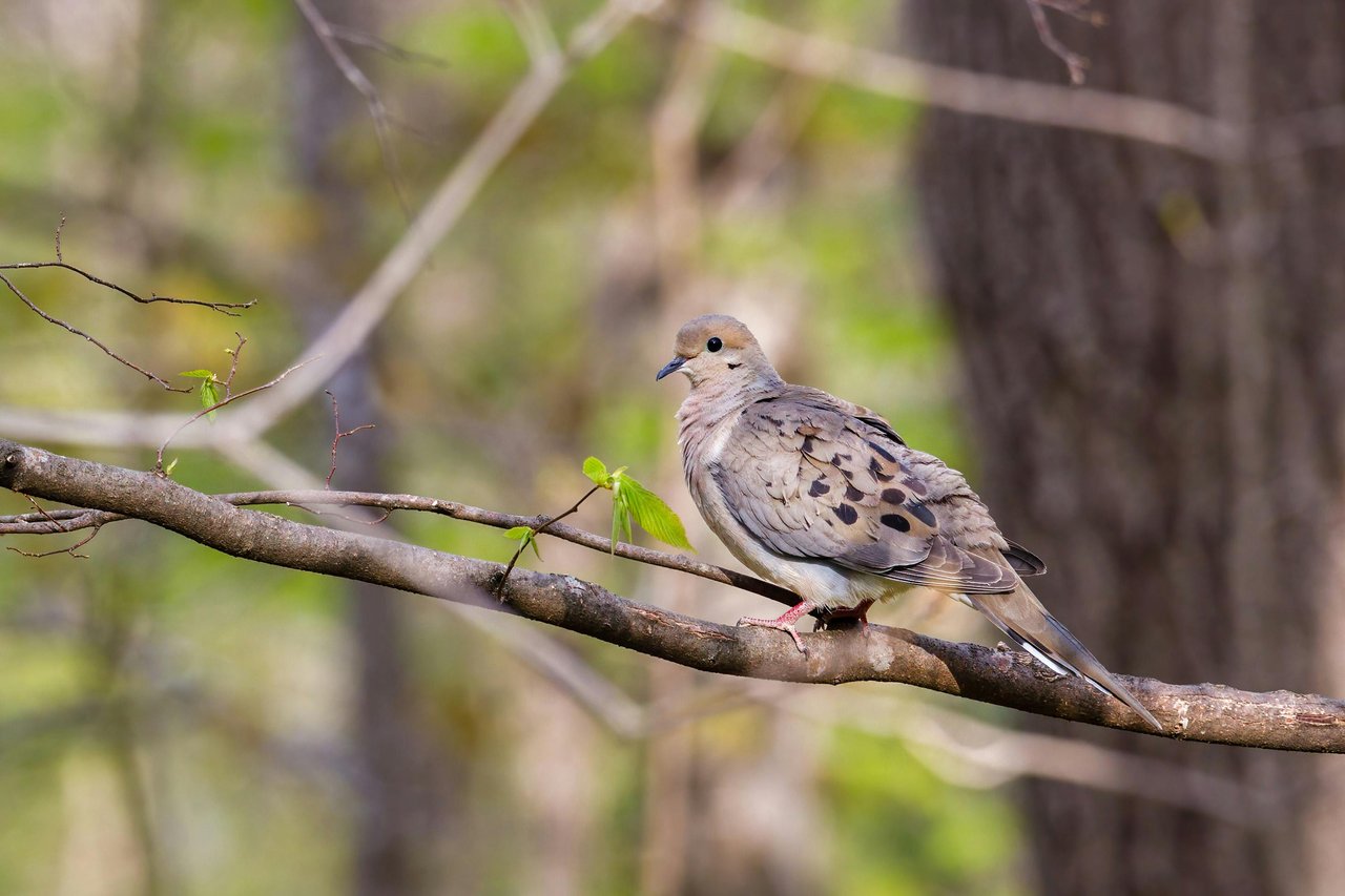 2024–2025 Season Dates 2024 NC Dove Season Starts September 2nd