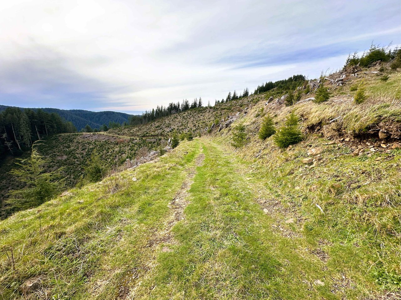 Cummins Creek Wilderness Overlook