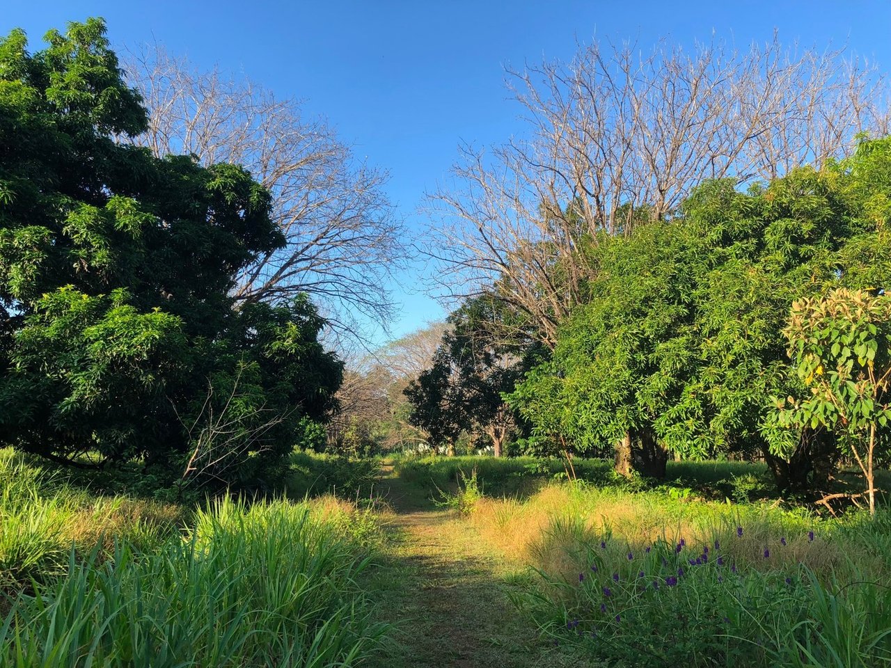Coastal Development Land, Dominical, Puntarenas