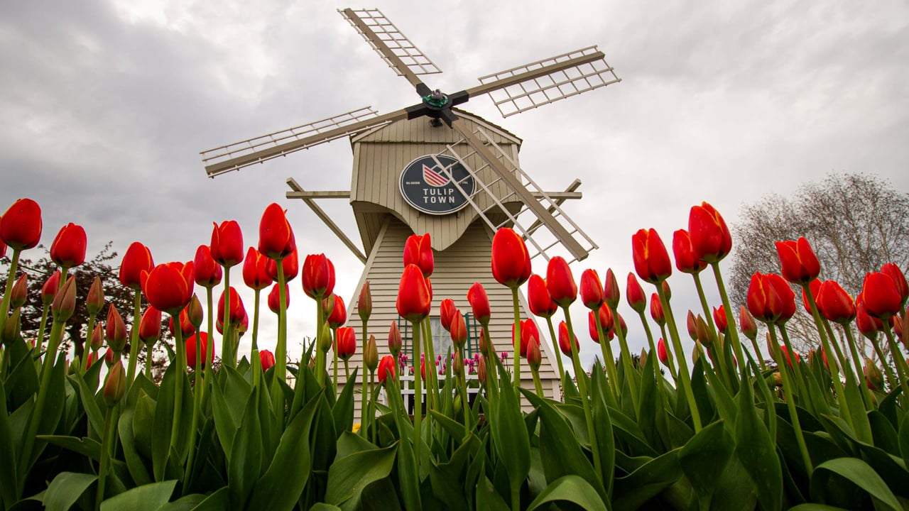 What to know before you go to the 2022 Skagit Valley Tulip Festival