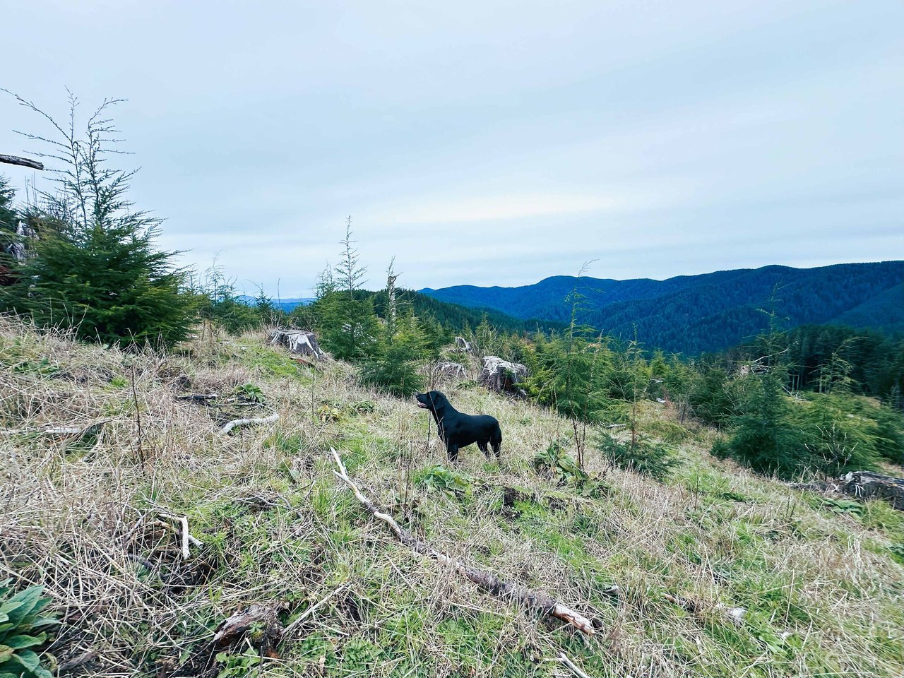 Cummins Creek Wilderness Overlook