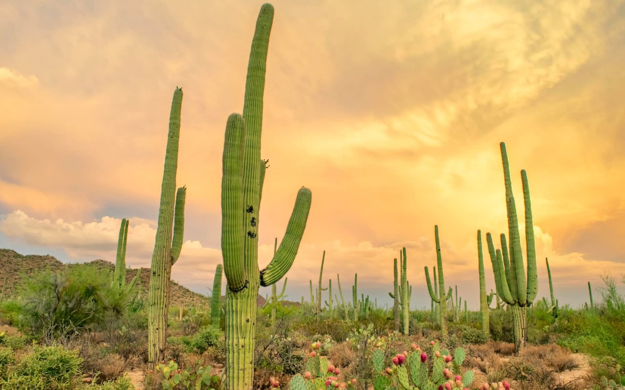 The Top Attractions in Tucson For Locals or Tourists