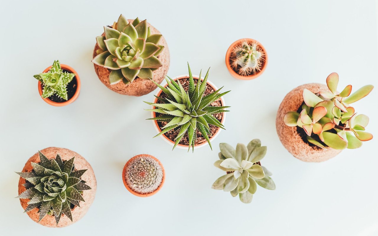 15 Brilliant and Easy Plant Care Tips