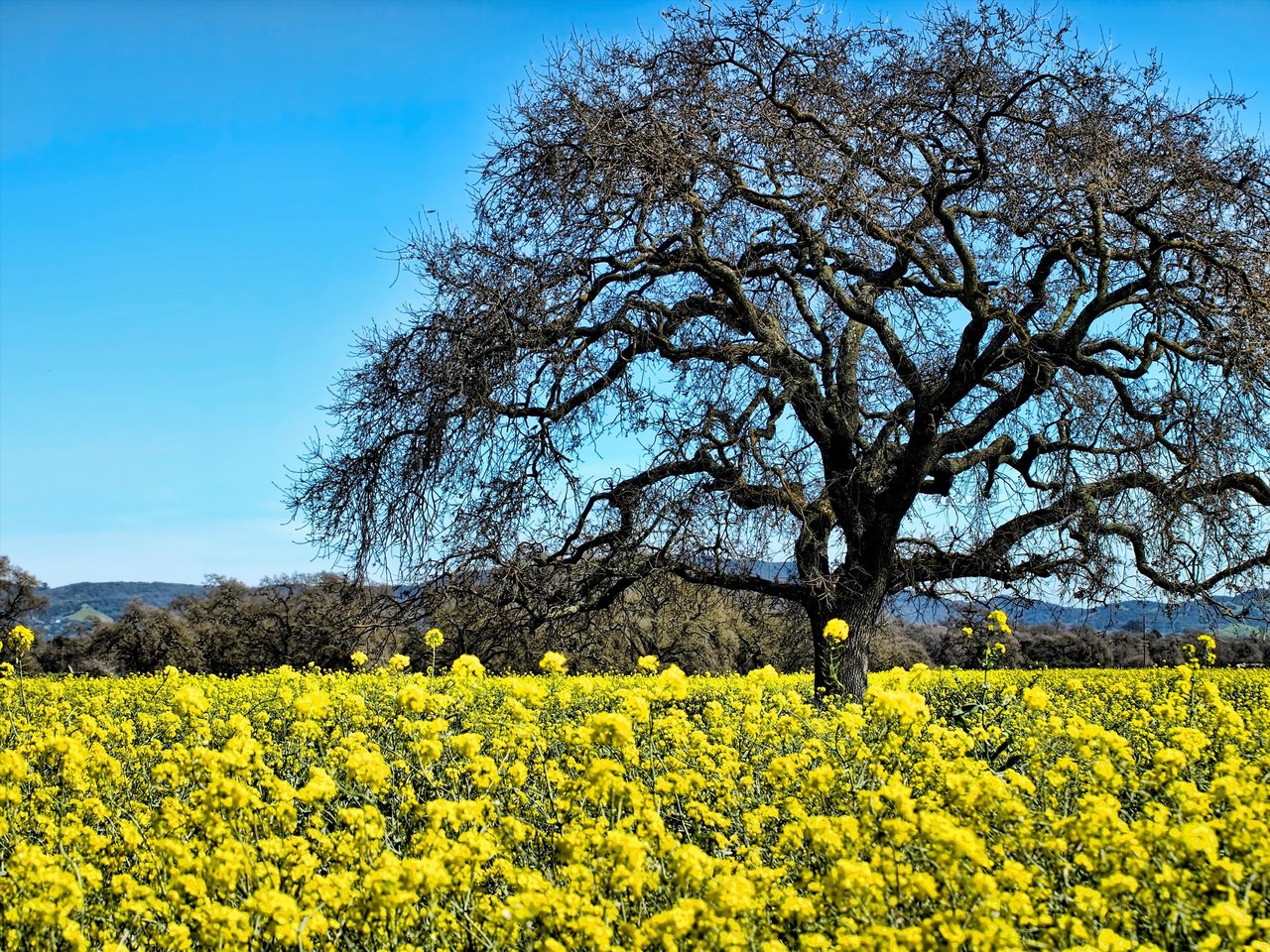 Sonoma