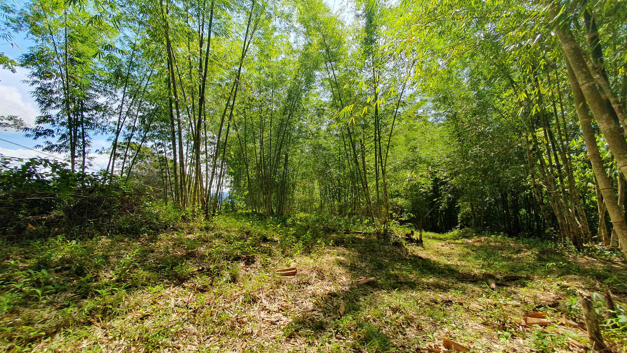 Bamboo & Forest Property #2 for Sale