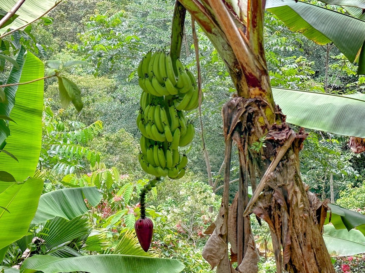 Waterfall Orchard Jungle Estate, Ojochal, Puntarenas