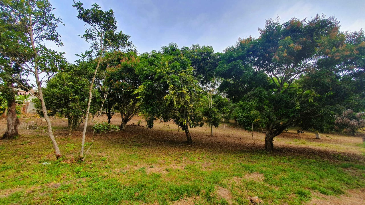 Fruit Tree Property for Sale