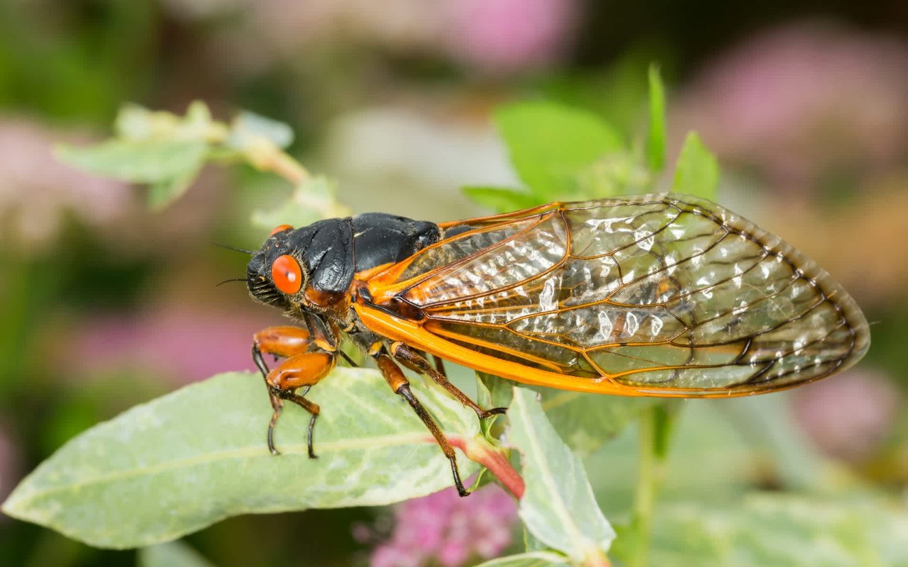 The Cicadas Are Coming: Everything You Need to Know (and More)