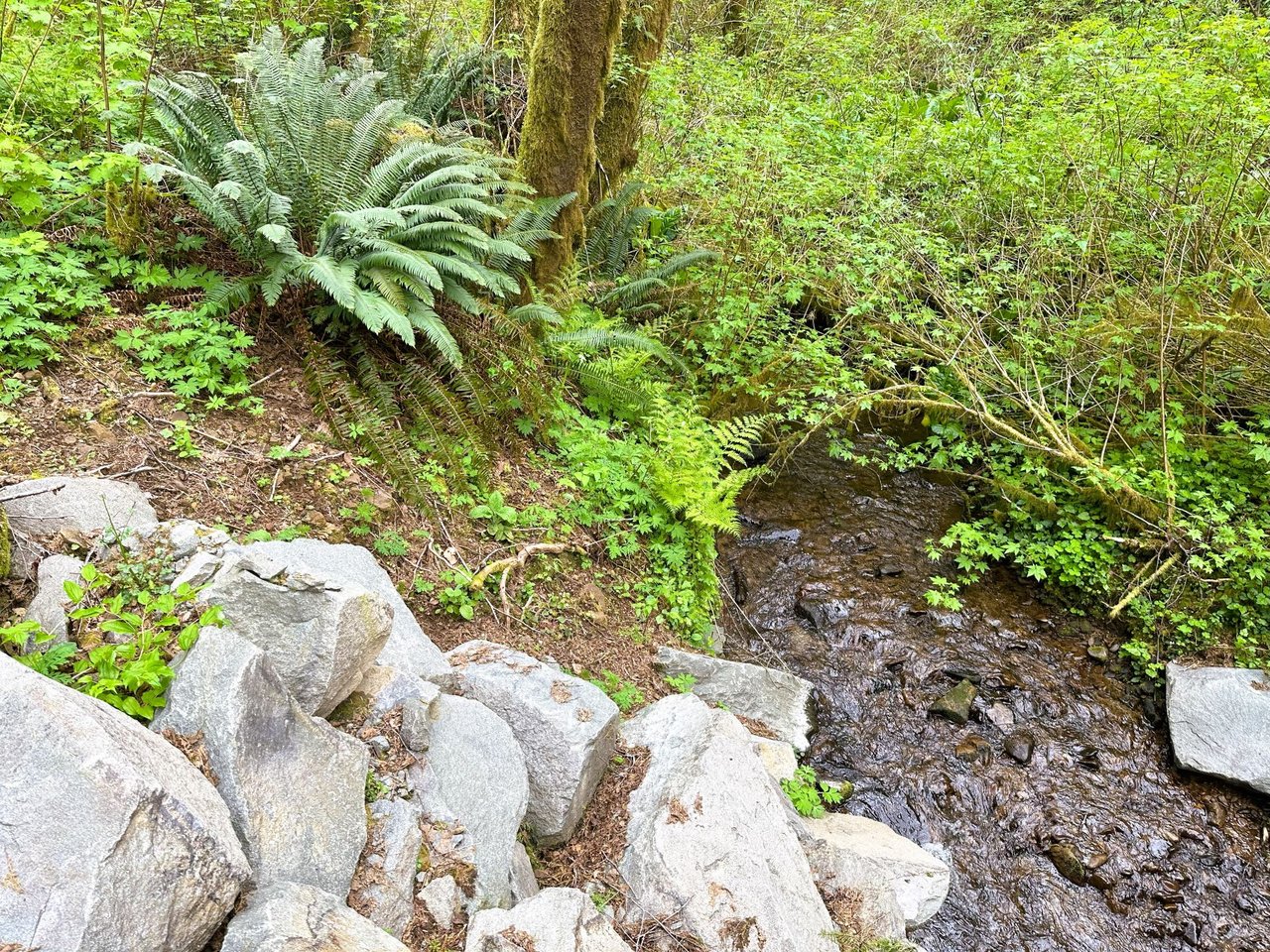 Alsea Woodland