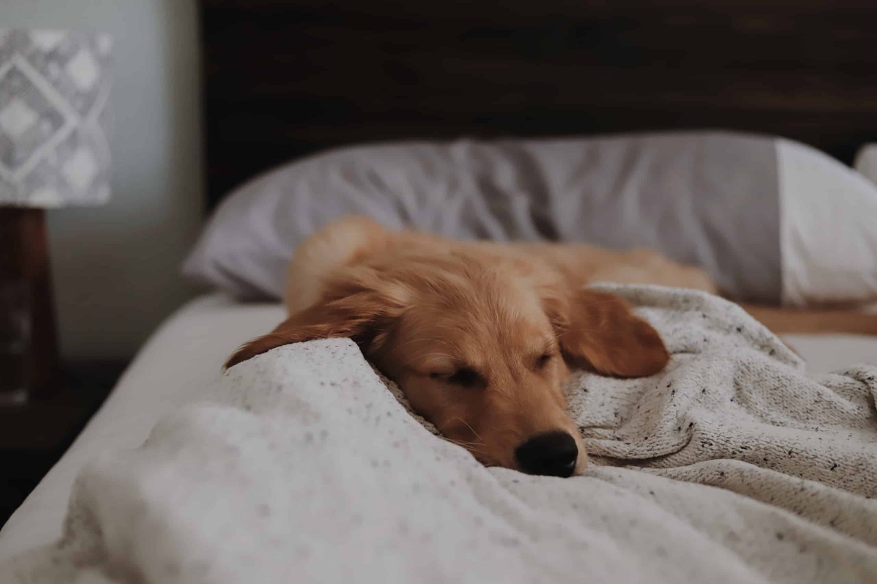 How to Help Your Furry Friends Adjust to a New Living Environment