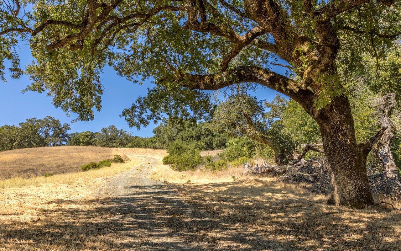Grove Street, Sonoma